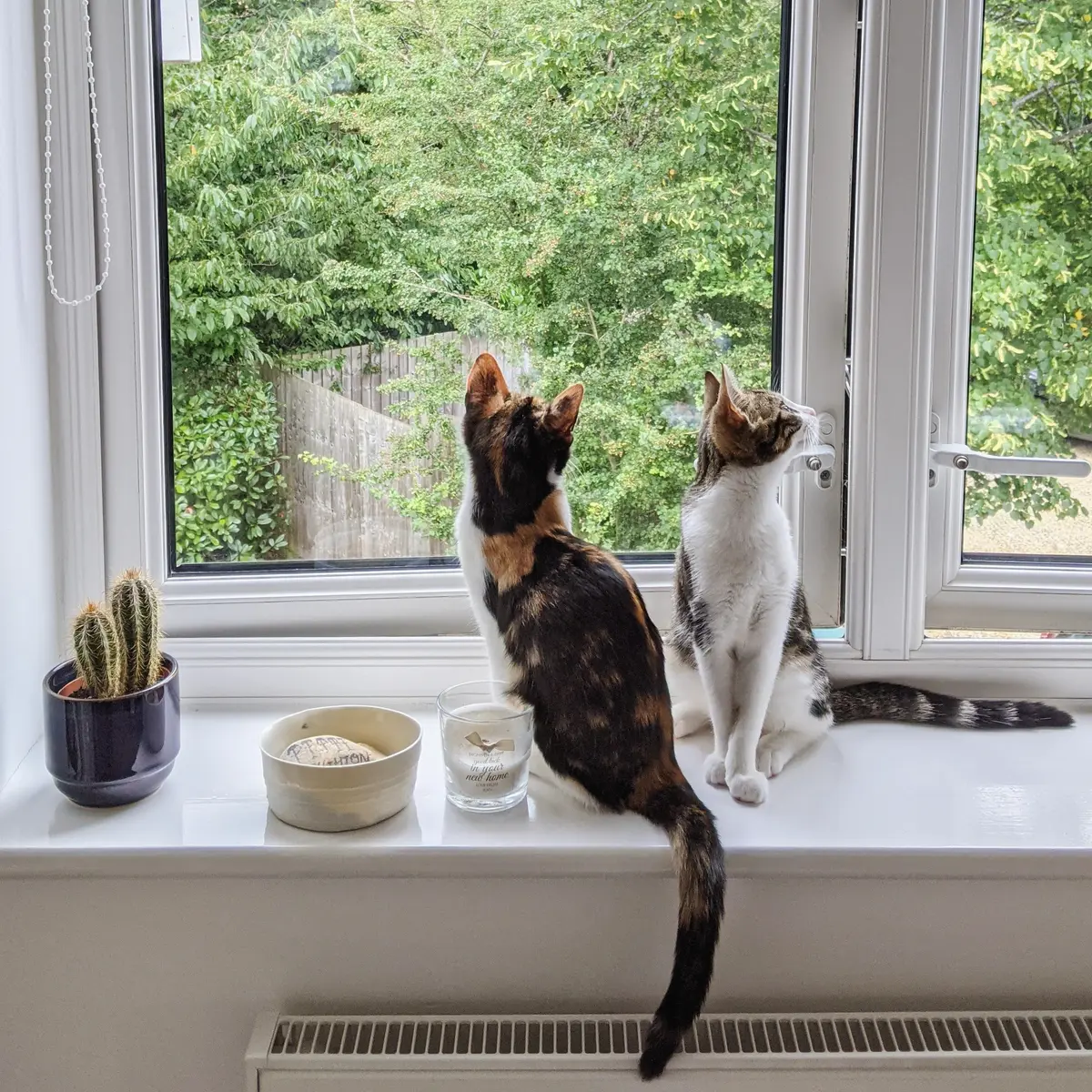 Willow and Mambo, the cats