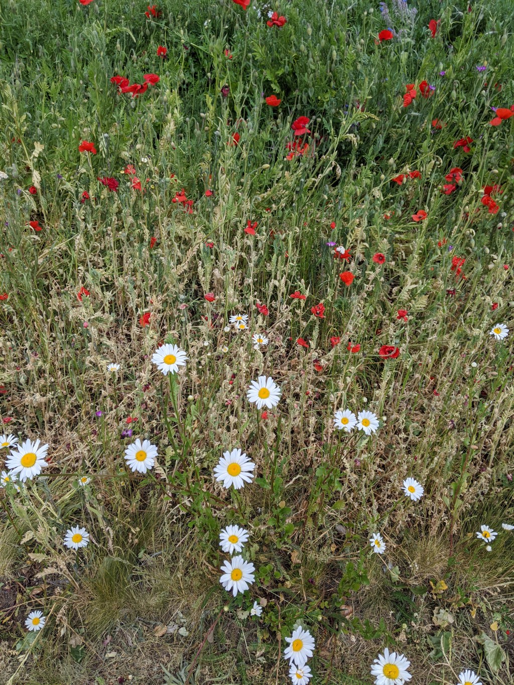 COVID-19: The New&nbsp;Normal