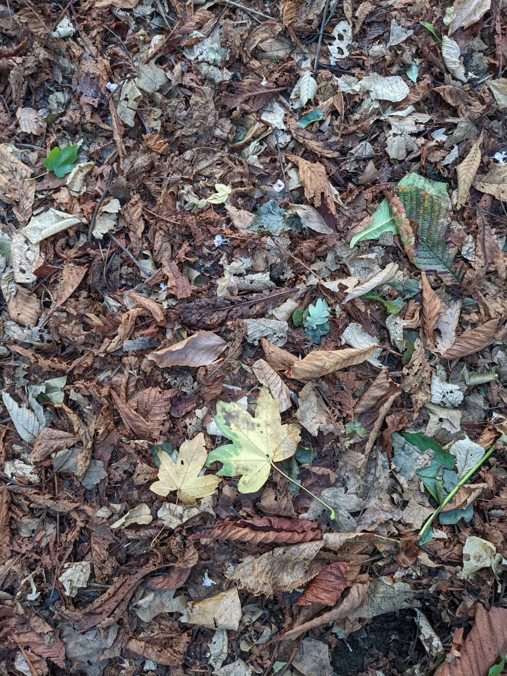 For the love of&nbsp;autumn