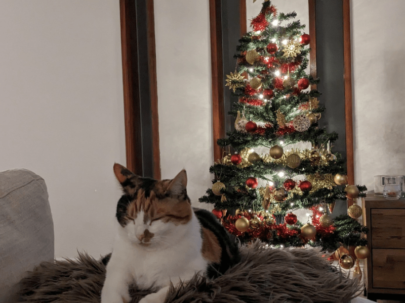 Festive Season Butterflies: Finding peace at the busiest time of the year&nbsp;🎄